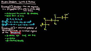 Protein Structure Part 1 of 4  Levels of Protein Structure [upl. by Salisbarry]