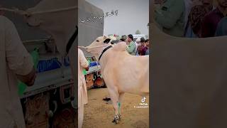 Bull race Qalandri dand youtubeshorts bullrace shortsvideo [upl. by Hutchison]