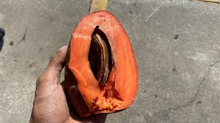 Mamey REVIEW EXOTIC FRUIT [upl. by Ahsok]