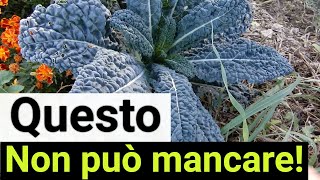 Come si coltiva il CAVOLO NERO DI TOSCANA nellorto invernale E buonissimo [upl. by Snah]