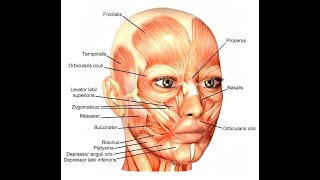 Peculiarities of the Muscles of facial expression [upl. by Oslec]