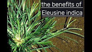 Benefit Of Eleusine indica [upl. by Naras]