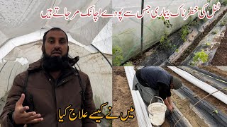 Damping off plants in winter Sardiyon me plant ki hifazat How to protect plant from cold IR FARM [upl. by Enneirdna]