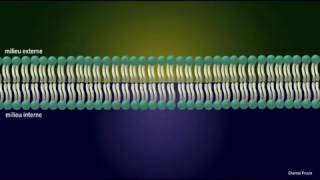 la perméabilité de la membrane plasmique [upl. by Sandler]