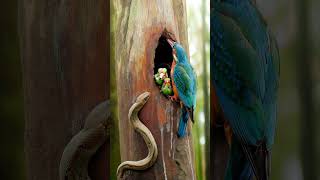 Kingfisher Birds vs Snake birds snake kingfisher cute [upl. by Aned]