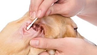 Home Remedies for Dog Ear Infections [upl. by Mattias289]