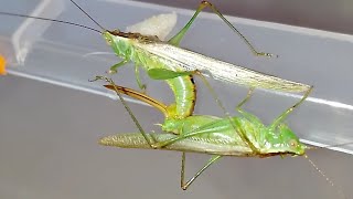 Спаривание кузнечиков мечников Conocephalus fuscus Conohead katydid mating [upl. by Chemush]