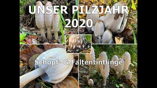 Schopftintling amp Faltentintling  Coprinus comatus amp Coprinopsis atramentaria  Tintlinge [upl. by Elyac]