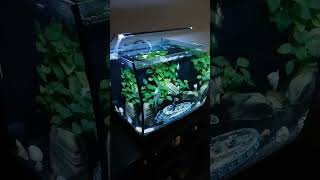 Fluval flex 57  2 years amp 6 months from the beginning [upl. by Iain186]