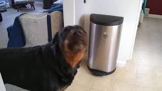 Rufus the Rottweiler Crying for Mommy [upl. by Hanej]