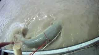 Team Slowpokes Alligator Gar  Bowfishing [upl. by Wilscam]