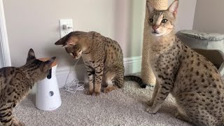 Savannah Cats Love Getting Treats From Their Furbo Treat Dispenser cats cute [upl. by Nomaj]