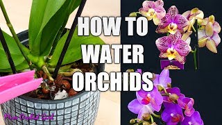 Orchid Care for Beginners  How to water Phalaenopsis Orchids [upl. by Notsa]