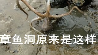 纹铭赶海：这样的洞既然是章鱼，一瞬间学会了。 [upl. by Cacilia]