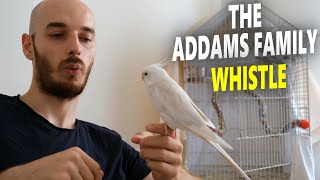 COCKATIEL TRAINING SONGS The Addams Family Theme Whistle [upl. by Flatto]