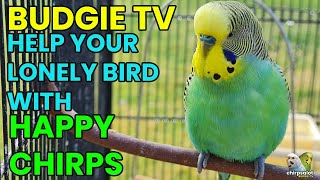 BUDGIE TV  Happy Active Budgie Sounds for Lonely Birds [upl. by Beulah]