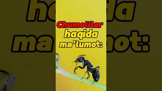 Chumoli haqida malumot 🐜 © Nuriddin hoji domla ilmbulogi [upl. by Nordek]