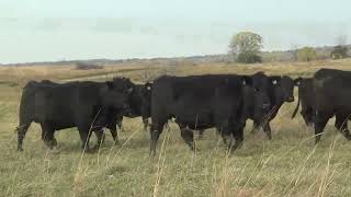 Groups 2 3 amp 11—Willow Creek Kansas AI amp Bull Bred Angus Heifers [upl. by Adriaens460]