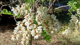 Robinia pseudoacacia [upl. by Folberth462]