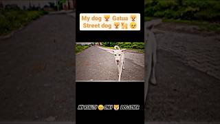 My reality Allinpower Dog lover  streetdog doglover dog allinpower kutta trading trend [upl. by Oicnerual]