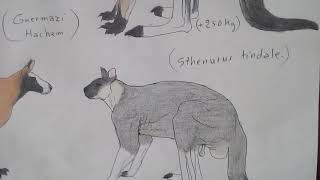 Prehistoric Giants kangaroo sthenurusprocoptodonmacropus [upl. by Berriman]