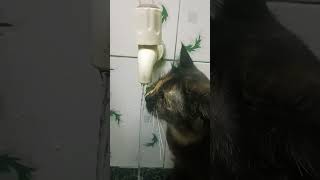 Baat suniye cat catlover cutecat kitten pets [upl. by Ibur]