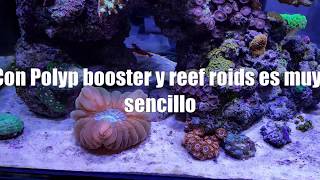 Como usar Polyp booster amp Reef Roids  Tierra y Mar Shop [upl. by Enimsaj]