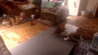 Basset puppy afraid of ketchup bottle [upl. by Shivers]