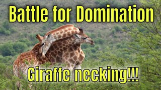 Domination Duel Giraffes In A Necking Battle [upl. by Anavlys]