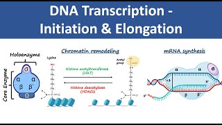 DNA Transcription Initiation amp Elongation  In Prokaryotes amp Eukaryotes  Biochemistry [upl. by Ludba]