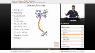 quotNervous System Neuronsquot  Anatomy amp Physiology with Educatorcom [upl. by Mella]