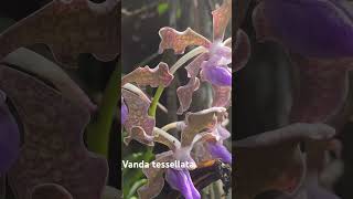 Vanda tessellata philately flowers orchids plants vanda stampswithsara [upl. by Clementina426]