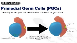 GENERAL BIOLOGY I  GAMETOGENESIS  SPERMATOGENESIS [upl. by Aderfla]