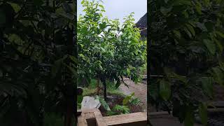 Black sapote dan hujan [upl. by Valerian]