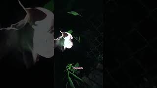 My garden largest flower 🌺💮🌼🌸video flower short [upl. by Namaan]