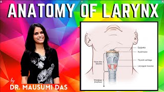 Anatomy of Larynx  Extent Parts Blood supply Lymphatic drainage Mucous membrane [upl. by Vadnee83]