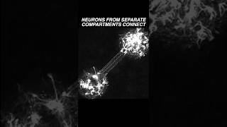 Neurons in two different compartments extend their neurites amp establish a connection neuroscience [upl. by Dorena591]