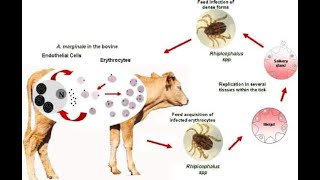 how to treat anaplasmosis [upl. by Beshore435]