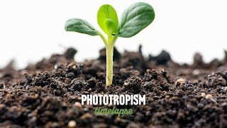 Phototropism timelapse in plants [upl. by Melas]