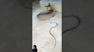 Snak vs cate kucingvsular cat pets funny catlover animals hefriadi5zterbaru ularhijau hewan [upl. by Airdnaid]