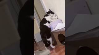 Funny Cats cat cutecatlovers shorts viralvideo [upl. by Lowell]