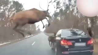 Herd of Deer Run into a Car [upl. by Keenan]