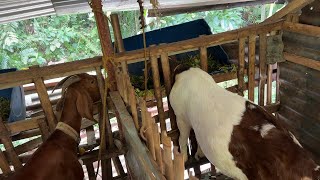 ZERO GRAZING METHOD NG PAG AALAGA NG KAMBING SELF SUSTAINING GOAT FARMING [upl. by Thurmann834]