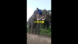 與大象的零距離接觸野生動物零距離 解說版動物世界 [upl. by Aiouqahs477]