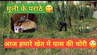 आज हमने काटा घास और सासु जी ने बनाया मूली के पराठे  Reetapanwar9084 vlog familyvlog [upl. by Schenck]