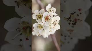 🌹⁶☆•⁷ Willowleaved Pear Pyrus salicifolia in Rose Family Rosaceae [upl. by Atirec]