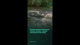 Pandawara Effect Sekelompok Pemuda Bombar Lakukan Aksi Bersihbersih Sungai [upl. by Odrude773]