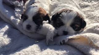 Bailey Shichon Puppies Shihtzu Bichon Puppies Timbercreekpuppies Teddybear puppies Playday video [upl. by Aivilys]