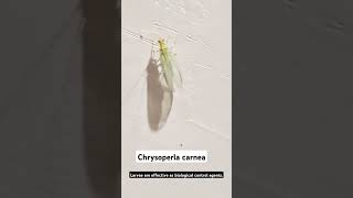 Chrysoperla carnea biology  explore [upl. by Donnell846]