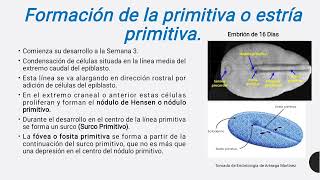 Embriología Humana [upl. by Drisko]